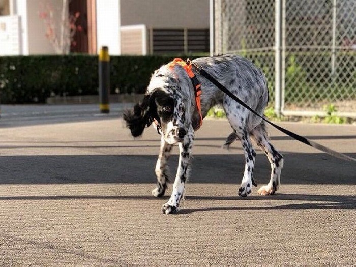 「ロングリードで走り回ることもあるよ」