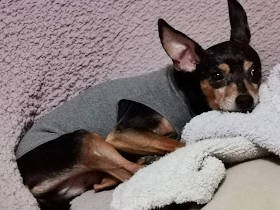 保護犬「ハンター」　うちに来た日が誕生日　プレゼントは“私を独占できる券”