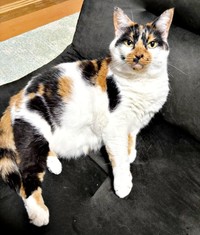 のんびりとくつろぐすみれちゃん（画像提供：みかん（猫のすみれ&レオリン）さん）