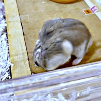 穴の中へ入ろうとするはむきちくん（画像提供：まんまるハム日和さん）