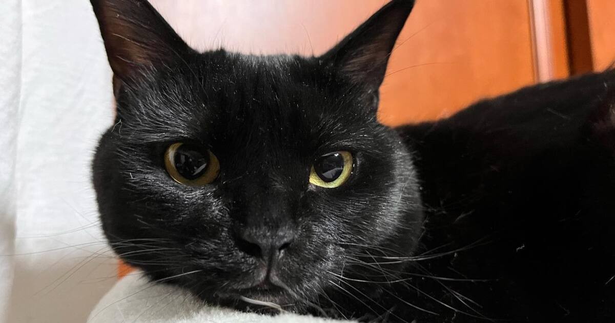 謎めいた表情が微笑ましい 物言いたげな顔で見つめる黒猫「ジジ子