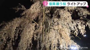 復興を願う桜をライトアップ　宮城・岩沼市の玉浦西地区