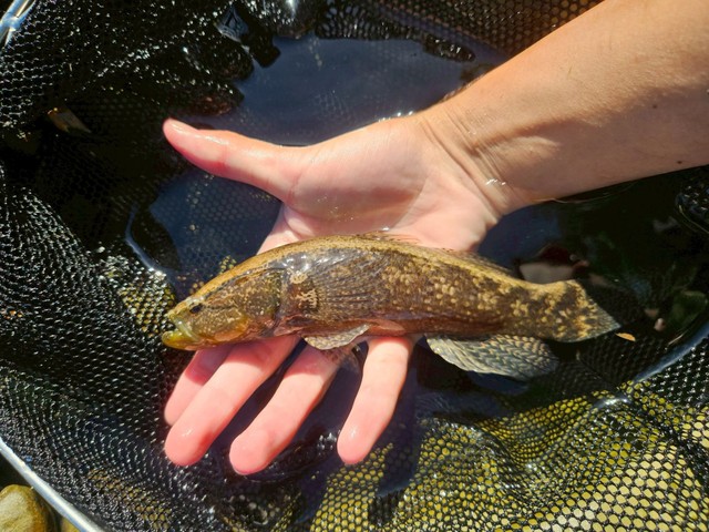 SNSで魚とのふれあいを日々紹介するりきまろさん（りきまろさん提供）