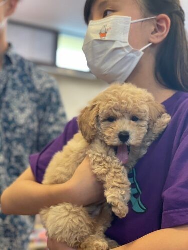 家にきたころの「Lux（ルークス）」