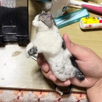 キジ白猫「がす」くんをモデルに羊毛フェルトを制作。上半身が完成し、下半身に着手（画像提供：モリタさん）