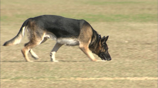 犯人追跡や行方不明者捜索を…嘱託警察犬を選考する競技会　香川