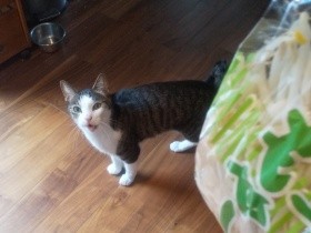 食い意地王子、猫の「エンマ」　それが嫌いなの？　苦手な食べ物は意外なものだった