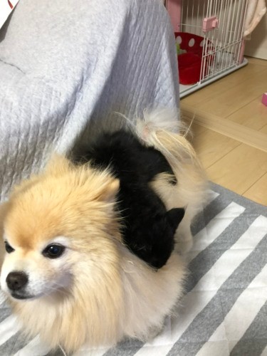 「背中に乗っても大丈夫。お互いあったかいから。君よく助かったね、よかったね」（田村さん提供）