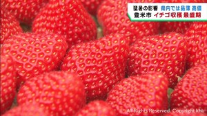 クリスマスケーキ用にイチゴの収穫が最盛期　宮城・登米市
