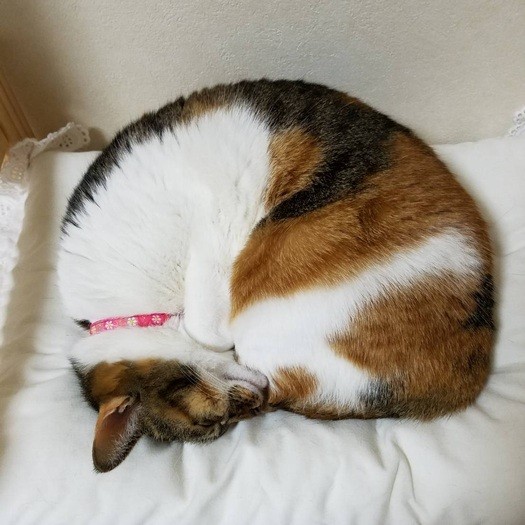 にゃんもナイトでぐっすり