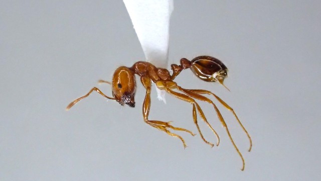 岡山県の水島港でアカカミアリ確認　600匹を殺虫処理