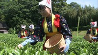 茶摘み娘が登場　日本三名園のひとつ岡山後楽園で茶摘み祭り