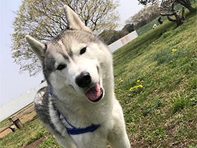寂しがりやのシベリアンハスキー「フィガロ」 春の訪れに笑顔