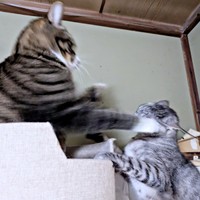 ケンカは負け知らず！ （左から）パンチを繰り出すひゅうちゃん、弟猫・しまちゃん（画像提供：ふみさん）