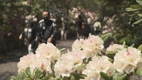 蒜山高原でシャクナゲの花が見頃　5月28日まで「しゃくなげ祭り」開催　岡山