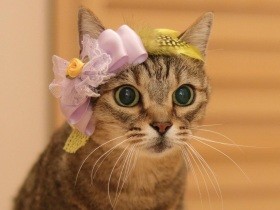 台風一過の朝に保護　助けられなかった姉妹の分も幸せに　ミックス猫「シナモン」