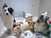 犬も飼育中／ペット専用アカウント：はるこっこのいきものたち（@kmmrkmkm）提供