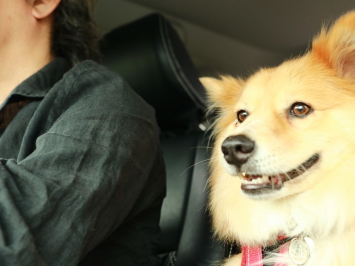 運転席と助手席の間が定位置の福ちゃん