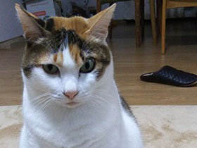 お父さんと会話できるニョ　名前の由来が秀逸な三毛猫「トニア」