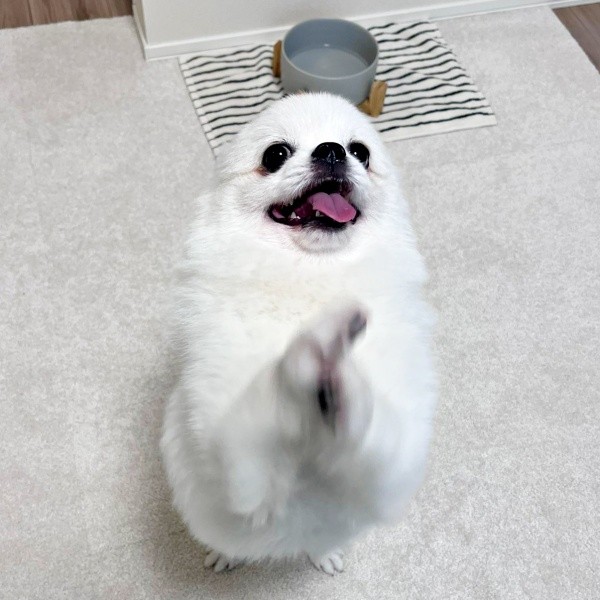 「高速ちょうだい」をするましゅくん（画像提供：アザラシいぬさん）