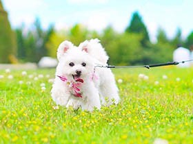 やっぱりお外は気持ちいいね！　ふわふわMIX「しふぉん」