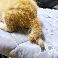 2024年7月、保護当初のちまくん。しっぽの先がくるんと丸まっています（画像提供：ぽめさん）