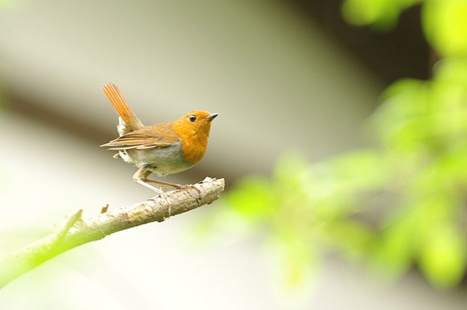 ‘bird Island’ Nature Reserve A Piece Of Paradise South Of Tokyo 