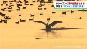 シーズン初の渡り鳥調査　順調に飛来　宮城・伊豆沼