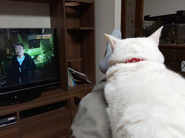テレビ視聴中