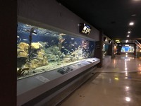 これぞ北の水族館！「でかい！」魚たちも展示しています（おたる水族館提供）