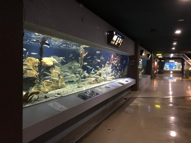 これぞ北の水族館！「でかい！」魚たちも展示しています（おたる水族館提供）
