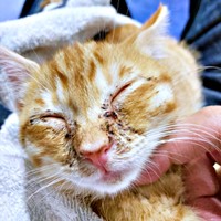 保護直後、猫風邪をひいていたおぬくん。顔まわりが汚れていました（画像提供：おぬどんさん）