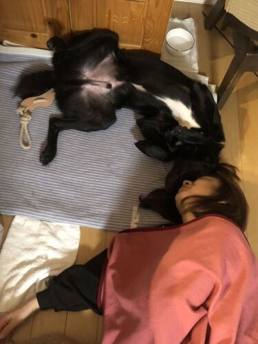 草一郎は家族に心を許すのが早かった。一緒に布団で寝たのは、来た翌日。これは翌々日くらいに、泉美さんの側で昼寝してへそ天をしたところ（泉美さん提供）