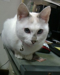 飼い主さんをじっと見つめる先代猫・ももちゃん（画像提供：らいらいももさん）