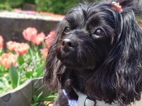 私、面食いなんですワン　好みの人だと遊んでと大はしゃぎする雑種犬「ごま」