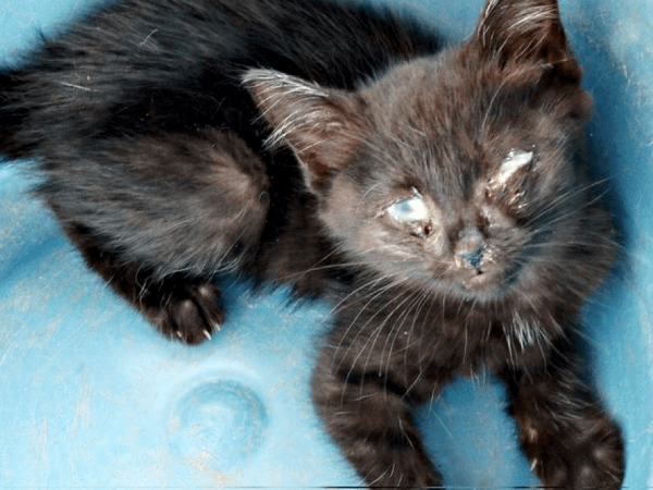 保護時、目も見えないほど衰弱していたキキさん（画像提供：三田尻さん）