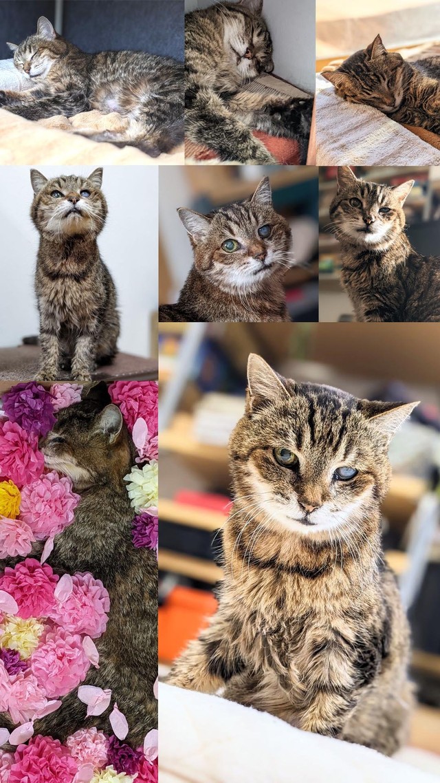 23年と4カ月の長い旅を終え、うりぽんは天国へ旅立った（「ももぴの家来」さんさん提供）