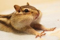 お腹いっぱい！(ビッケちゃん)