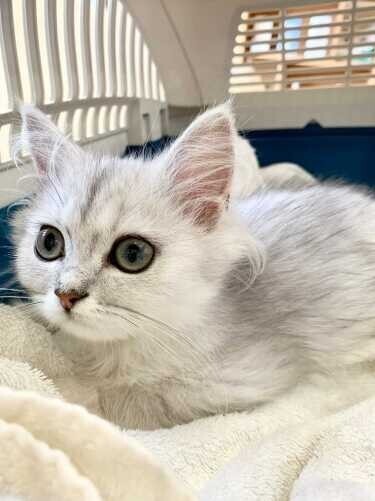 家にきたころの「さら」