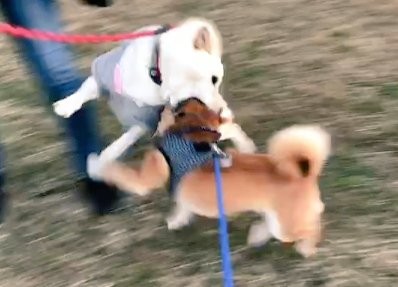 頭をまるごと！