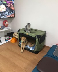 こたろうくん「なんで上に乗るんだろう・・・」