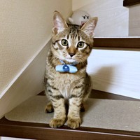 階段上から飼い主さんを見つめるれんれんくん（画像提供：キジあにゃさん）