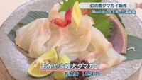 おかやま理大タマカイ（お刺身　1650円）