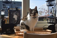 『保護猫カフェ にゃんこ』店長のカイです！