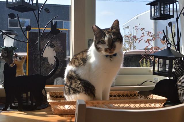 『保護猫カフェ にゃんこ』店長のカイです！