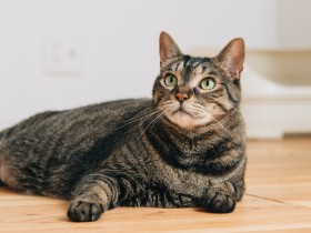 【アンケート募集】猫の健康管理どうしていますか？