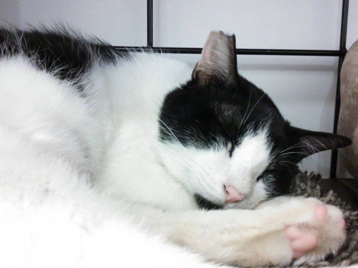 猫カフェのにゃんスタッフだったころ