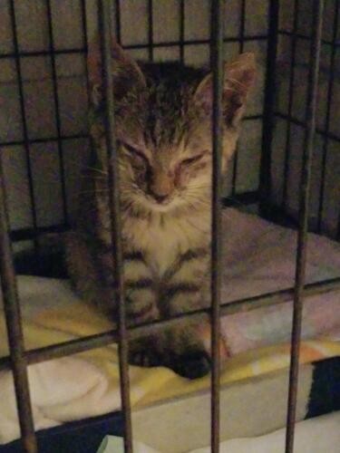 家にきたころの「令（れい）」

