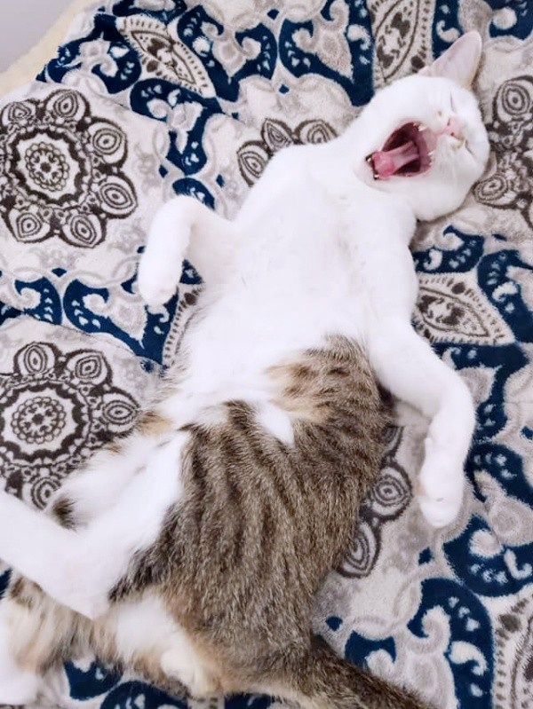 一緒に暮らし始めて1年、あくびをするマルちゃん（画像提供：越南猫の日本暮らしさん）