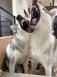 「1日何回もある小競り合い -どちらが大きな口を開けられるか選手権-」 （提供：husky_lalalaughさん）